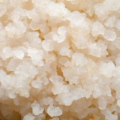 Ginger beer plant grains close up